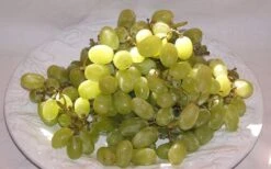 Thompson Seedless Grape Vine - 1 Gallon Pot -Home Bloom Garden 10092 thompson seedless grape