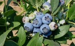 Biloxi Southern Highbush Blueberry - 1 Gallon Pot -Home Bloom Garden 10151 biloxi blueberry