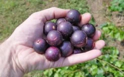 Nesbitt Muscadine Grape Vine - 1 Gallon Pot -Home Bloom Garden 10547 nesbitt muscadine