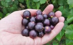 Noble Muscadine Grape Vine (Self Fertile) - 1 Gallon Pot -Home Bloom Garden 10548 noble muscadine