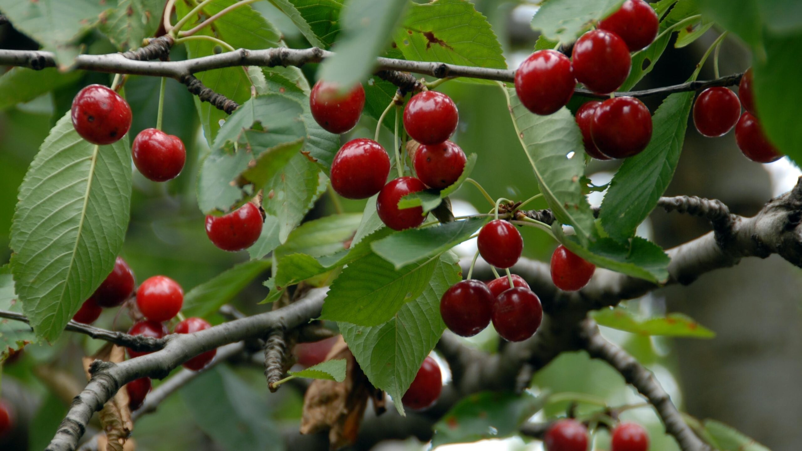 Home Bloom Garden -Home Bloom Garden 123309565 scaled