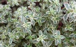 Silver Lemon Thyme - Thymus - 3 Pack Of Quart Pots -Home Bloom Garden 13143 silver lemon thyme