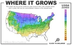 Spiral 'Witchita Blue' Juniper Topiary - 5 Gallon Pot -Home Bloom Garden 3a 8a 27