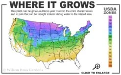 Cats Pajamas Catmint - 1 Gallon Pot -Home Bloom Garden 3a 8b 18