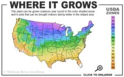 Canaertii Juniper (Red Cedar) - 7 Gallon Pot (4-5') -Home Bloom Garden 3a 9b 13