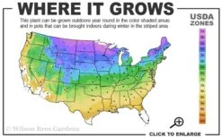 Grancy Graybeard - White Fringe Tree - 7 Gallon Pot (2-3') -Home Bloom Garden 3b 9a 1