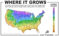 Pink Flamingo Clematis - 1 Gallon Pot -Home Bloom Garden 3b 9b