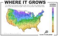 Mojito Mint Plant - 6 Pack Of Pint Pots -Home Bloom Garden 4a 11 4