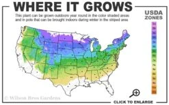 Heritage Raspberry - 1 Gallon Pot -Home Bloom Garden 4a 8a 5