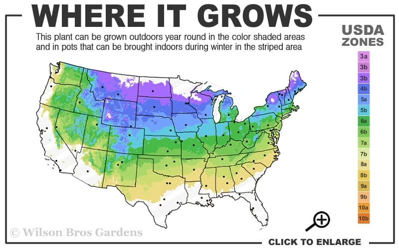Vanderwolf's Pyramid Limber Pine (Pinus Flexilis) - 1 Gallon Pot 5 Vanderwolf's Pyramid Limber Pine (Pinus Flexilis) - 1 Gallon Pot - Image 3