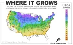 Rockin' Raspberry Bee Balm (Monarda) - 1 Gallon Pot -Home Bloom Garden 4a 8b 24