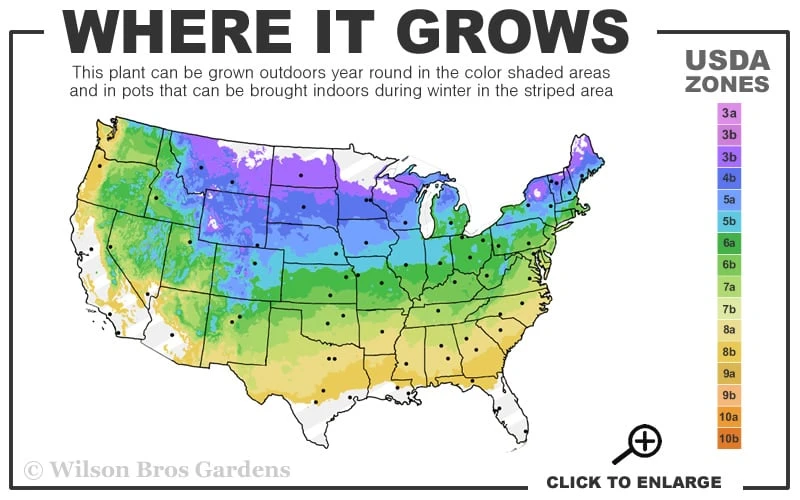 Whipcord Arborvitae (Single Trunk Topiary Tree) - 2 Gallon Pot 5 Whipcord Arborvitae (Single Trunk Topiary Tree) - 2 Gallon Pot - Image 3