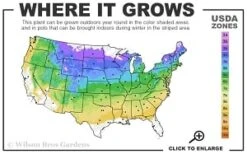 Downy Pagoda Plant (Blephilia Ciliata) - 1 Gallon Pot -Home Bloom Garden 4a 8b thumbnail 12