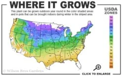 Climbing Hydrangea 'Petiolaris' - 5 Gallon Pot -Home Bloom Garden 4a 9a