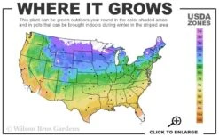 American Hazelnut Filbert (Corylus Americana) - 3 Pack Of 1.5 Quart Pots -Home Bloom Garden 4a 9b 72