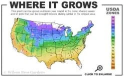 Adam's Courage Clematis - 1 Gallon Pot -Home Bloom Garden 4a 9b thumbnail