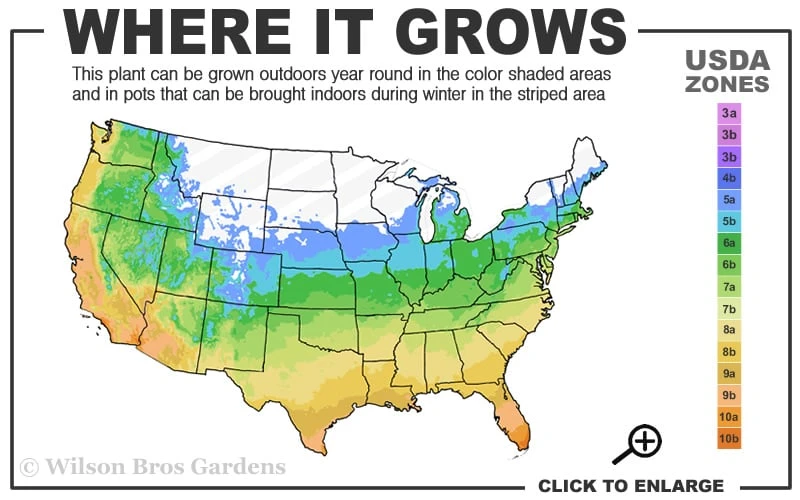 Bisset Bamboo (Phyllostachys Bissetii) - 3 Gallon Pot (4-6') 5 Bisset Bamboo (Phyllostachys Bissetii) - 3 Gallon Pot (4-6') - Image 3