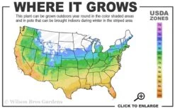 Chicago Cold Hardy Fig Tree - 5 Gallon Pot 9 Chicago Cold Hardy Fig Tree - 5 Gallon Pot -Home Bloom Garden 5a 10b 16