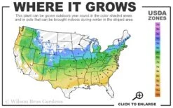 Mars Seedless Grape - 1 Gallon Pot 8 Mars Seedless Grape - 1 Gallon Pot -Home Bloom Garden 5a 8b 11