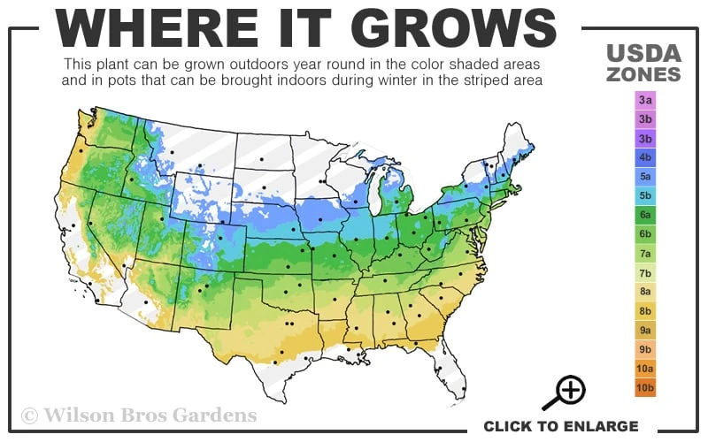 Gimborn Beauty Hinoki Cypress - 7 Gallon Pot 5 Gimborn Beauty Hinoki Cypress - 7 Gallon Pot - Image 3