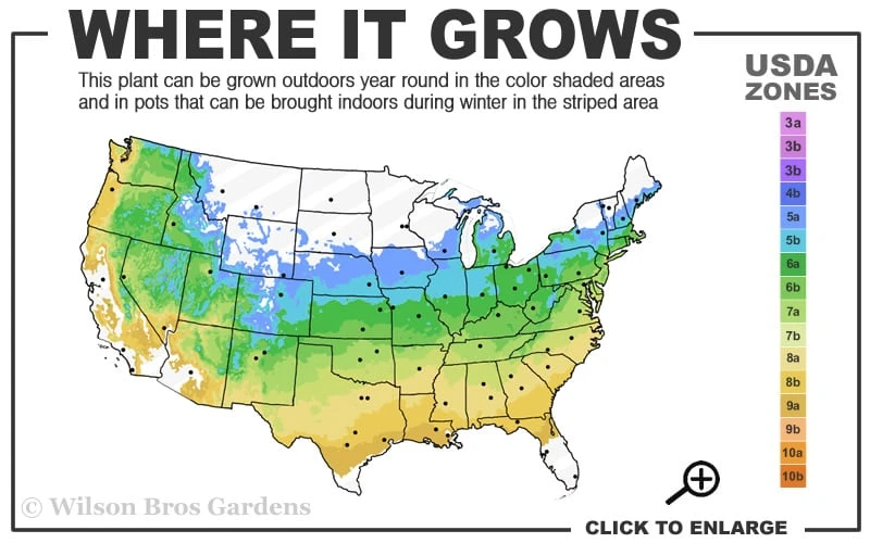 Eternal Fragrance Pink Summer Daphne - Daphne X Transatlantica 'BLAFRA' - 1 Gallon Pot 5 Eternal Fragrance Pink Summer Daphne - Daphne X Transatlantica 'BLAFRA' - 1 Gallon Pot - Image 3