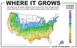 Corinthian Flowering Peach Tree - 2 Gallon Pot (3-4') 9 Corinthian Flowering Peach Tree - 2 Gallon Pot (3-4') -Home Bloom Garden 5a 9a 2