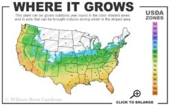 Southern Sweet Bay Swamp Magnolia (M.v. Australis) - 7 Gallon Pot (6-7') -Home Bloom Garden 5b 11 3