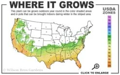 Russian 26 Cold Hardy Pomegranate - 6 Pack Of 1 Gallon Pots -Home Bloom Garden 6B 11