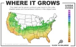 Osage Thornless Blackberry - 6 Pack Of 1 Gallon Pots -Home Bloom Garden 6a 10b 11