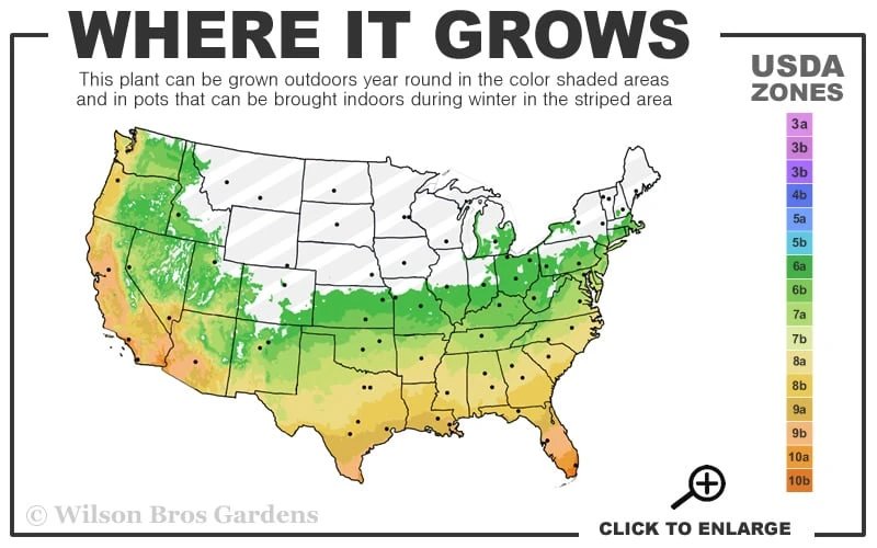 Gold Vivax Giant Timber Bamboo (Green Stripe Bamboo) - Phyllostachys Vivax 'Aureocaulis' - 3 Gallon Pot (4-6') 5 Gold Vivax Giant Timber Bamboo (Green Stripe Bamboo) - Phyllostachys Vivax 'Aureocaulis' - 3 Gallon Pot (4-6') - Image 3