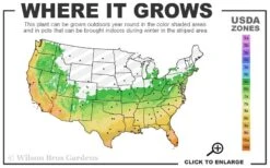 Golden Fishpole Bamboo - Phyllostachys Aurea - 3 Gallon Pot (4-6') -Home Bloom Garden 6a 11 9