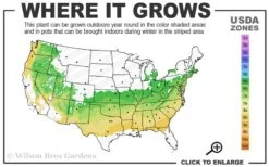 Zabel Laurel (Prunus Laurocersasus 'Zabeliana') - 6 Pack Of 1 Gallon Pots -Home Bloom Garden 6a 8b 3