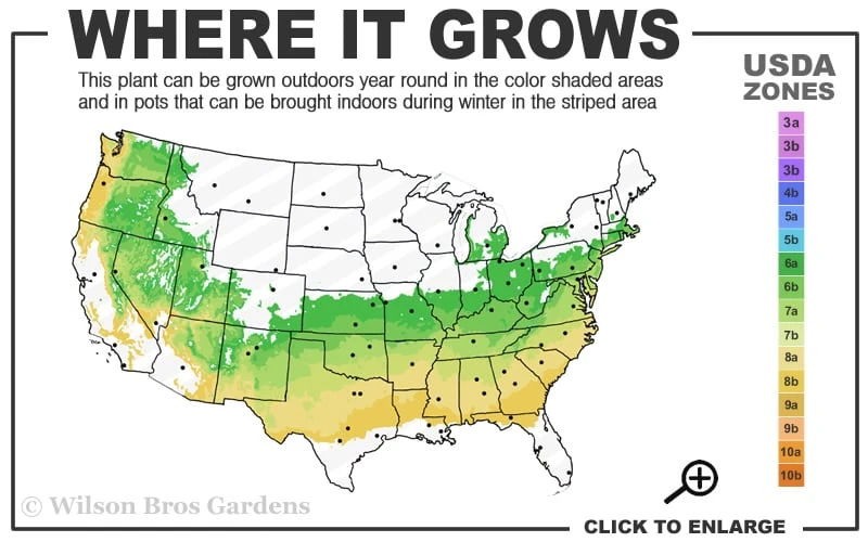 Schip Laurel (Prunus Laurocersasus 'Schipkaensis') - 1 Gallon Pot 5 Schip Laurel (Prunus Laurocersasus 'Schipkaensis') - 1 Gallon Pot - Image 3
