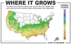 Arp Rosemary - 6 Pack Of Pint Pots 9 Arp Rosemary - 6 Pack Of Pint Pots -Home Bloom Garden 6a 9a 3