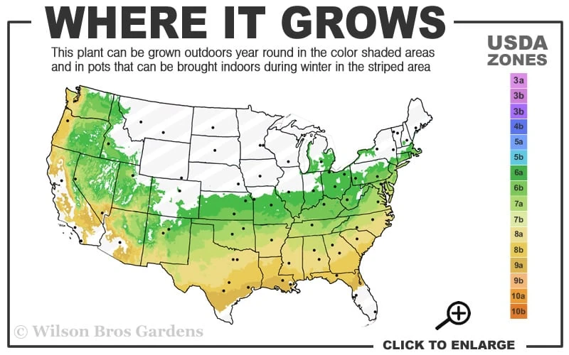 Arp Rosemary - 5 Pack Of Quart Pots 5 Arp Rosemary - 5 Pack Of Quart Pots - Image 3