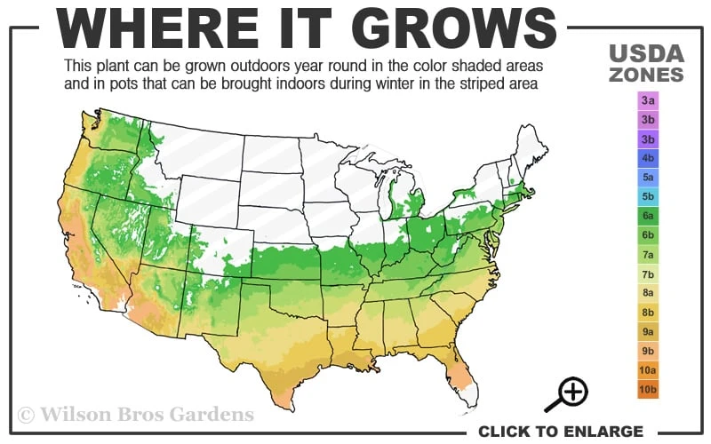 Super Trouper Velvet Red Dianthus (Carnation) - 5 Pack Of Quart Pots 5 Super Trouper Velvet Red Dianthus (Carnation) - 5 Pack Of Quart Pots - Image 3