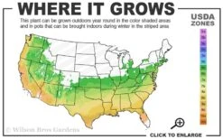Serpentine Weeping Blue Atlas Cedar - 5 Gallon Pot 10 Serpentine Weeping Blue Atlas Cedar - 5 Gallon Pot -Home Bloom Garden 6a 9b 38