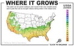 Black Stripe Bamboo - Phyllostachys Nigra Megurochiku - 3 Gallon Pot -Home Bloom Garden 6b 10b 1