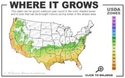 Brightwell Rabbiteye Blueberry - 3 Gallon Pot 8 Brightwell Rabbiteye Blueberry - 3 Gallon Pot -Home Bloom Garden 6b 9b 7