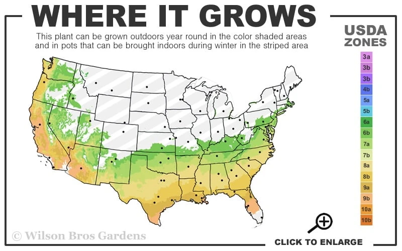 Brightwell Rabbiteye Blueberry - 3 Gallon Pot 5 Brightwell Rabbiteye Blueberry - 3 Gallon Pot - Image 3