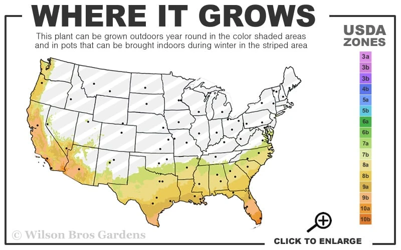 Divinely Blue Deodar Cedar Tree (Single Trunk Topiary) - 3 Gallon Pot 5 Divinely Blue Deodar Cedar Tree (Single Trunk Topiary) - 3 Gallon Pot - Image 3