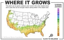 Fruitland's Fortune Tea Olive (Fragrant Osmanthus) - 6-Pack Of 1 Gallon Pots -Home Bloom Garden 7a 10a 4