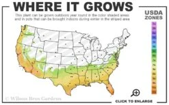 Madake Giant Japanese Timber Bamboo (Phyllostachys Bambusoides) - 3 Gallon Pot (2-4') -Home Bloom Garden 7a 10b 14