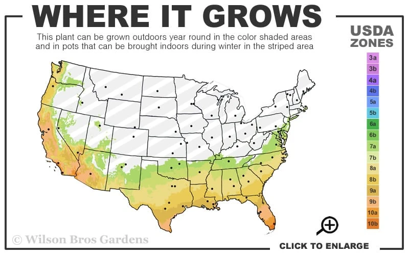 Latifolius Broadleaf Bamboo - Indocalamus Latifolius - 3 Gallon Pot 5 Latifolius Broadleaf Bamboo - Indocalamus Latifolius - 3 Gallon Pot - Image 3