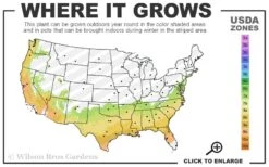 Brown Turkey Fig Tree - 3 Gallon Pot 13 Brown Turkey Fig Tree - 3 Gallon Pot -Home Bloom Garden 7a 9b 42