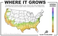 Miles High Weeping Deodar Cedar - 1 Gallon Pot -Home Bloom Garden 7a 9b thumbnail 1