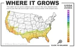 Arbequina Olive Tree - 7 Gallon Pot (5-6') 10 Arbequina Olive Tree - 7 Gallon Pot (5-6') -Home Bloom Garden 7b 10b 10