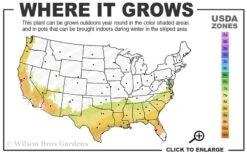 Alapaha Rabbiteye Blueberry - 7 Gallon Pot -Home Bloom Garden 7b 9b 3