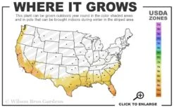 Bay Laurel (Sweet Bay) - Laurus Nobilis - 2 Gallon Pot 12 Bay Laurel (Sweet Bay) - Laurus Nobilis - 2 Gallon Pot -Home Bloom Garden 8a 11 23