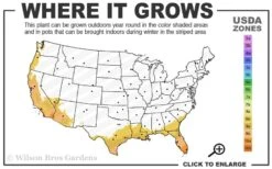 Dwarf Weavers Bamboo - Bambusa Textilis 'RG Dwarf' - 2 Gallon Pot -Home Bloom Garden 8b 11 4